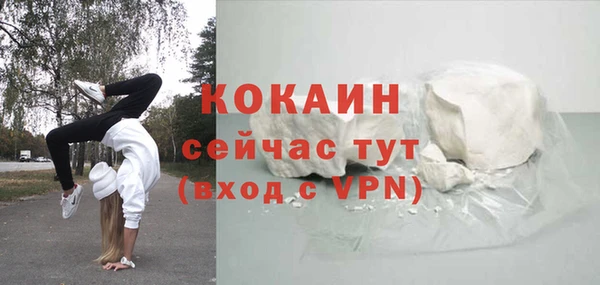 сатива Новозыбков